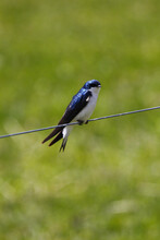 Vertical Shot Of A Beautiful Tree Swallow Perched On Wire On Blurred Background