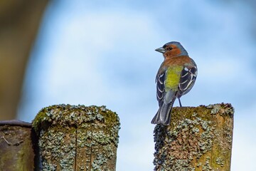 Wall Mural - A common chaffinch male perching on wooden fence covered with grey moss. Blue sky in the background.