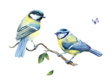 Watercolor Painting. Two Small Birds On A Branch On A White Background.