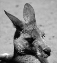 The Kangaroo Is A Marsupial From The Family Macropodidae (macropods, Meaning 'large Foot').