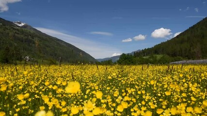 Canvas Print - campo fiorito aria vento natura bellezza 