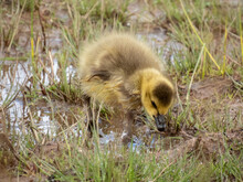 Cute Baby Gosling, Pictures Taken At Montezuma National Wildlife Refuge. 