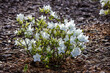 Różanecznik o białych kwiatach odmiany 