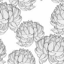 Seamless Pattern With A Black White Line Chrysanthemum Flowers Natural Ornament. Floral Seamless Pattern On White Background. Autumn Flower Wallpaper.