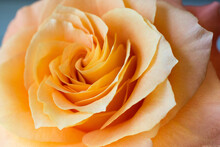 Closeup Of A Rose 