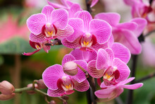 Blooming Phalaenopsis Orchid In A Greenhouse