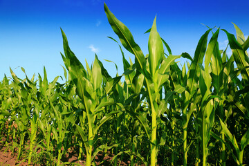 Canvas Print - sweet corns in organic farm ready to harvest