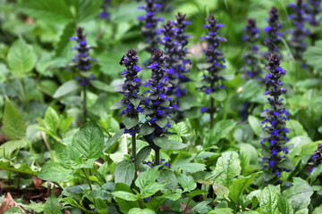 Wall Mural - closeup shot of blue flowers of ajuga reptans atropurpurea in spring.