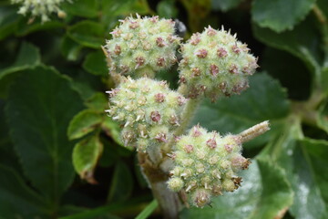 Sticker - American silvertop (Glehnia littoralia)  is an edible and medicinal beach plant that grows on the sandy beaches of the coast.