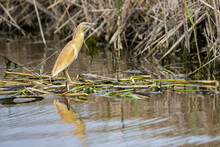 Squacco Heron Perched On The Grass In A Lake