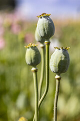 Wall Mural - Closed bud of a poppy flower