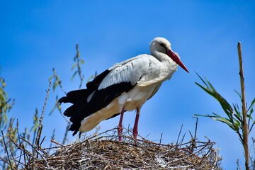 Wall Mural - stork in the nest, photo as a background , in saint maries de la mer sea village Camargue, france