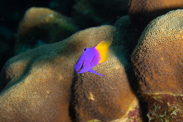 Wall Mural - Fairy Basslet on Caribbean Coral Reef