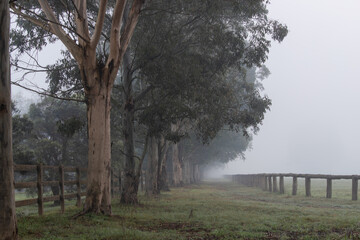 Wall Mural - line of big trees on foggy morning.