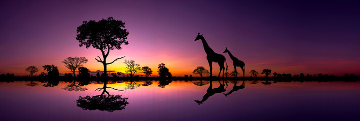 Wall Mural - panorama silhouette giraffe family and silhouette tree in africa with sunset.tree silhouetted agains