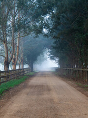 Wall Mural - foggy gravel road in the morning.