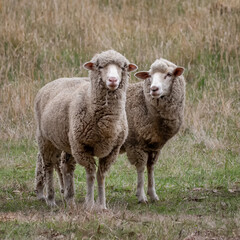 Two curious Merino sheep in a grassy paddock - Victoria, Australia