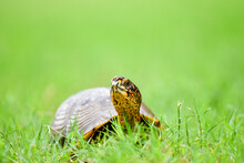 Turtle On Grass Close Up