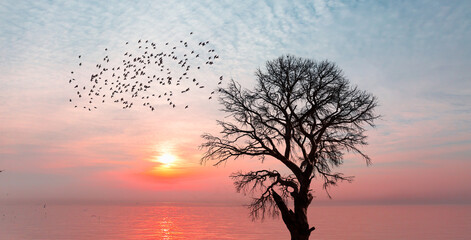 Aufkleber - Silhouette of birds flying over lone dead tree at sunset