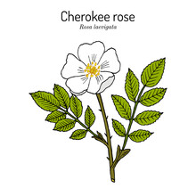 Cherokee Rose Rosa Laevigata The Official State Flower Of Georgia