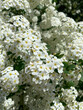 © Cenusa Silviu Carol - Sweet alyssum in bloom closeup with green leaves in background