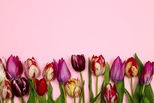 Tulip Flower Spring Frame On Pink Background