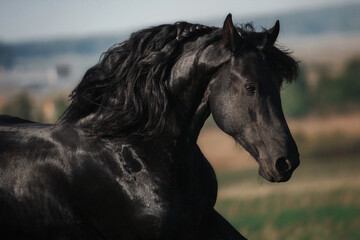 Wall Mural - Friesian horse stallion