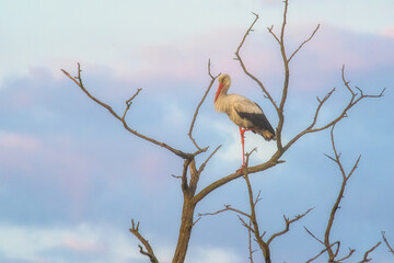Stork stays on dead tree