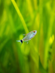 redeye tetra (Moenkhausia sanctaefilomenae) isolated in a fish tank with blurred background