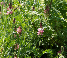 Poster - Onobrychis viciifolia | Sainfoin cultivé ou esparcette à feuilles de vesce, plante légumineuse à tige et à floraison printanière rose et pourpre violacé