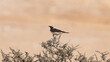 Black-eared Wheatear found in qatar during summer season. selective focus
