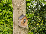 Fototapeta Miasto - Parent blue tit entering garden nest box to provide food to their chicks and parent bird at Pickmere, Knutsford, Cheshire, Uk