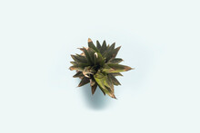 Pineapple Foliage From Above On A Blue Background. Top View, Flat Lay