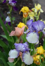 Violet, Pink And Yellow Bearded Iris Flowers Blooming In Spring Garden. Lush Iris Blossom Among Green Leaves. Vertical Closeup Floral Wallpaper