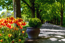 Flowerbed With Beautiful Red And Yellow Tulips And Avenue Of Green Trees In Park.