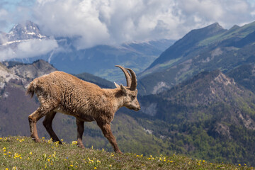 Sticker - Vercors landscape, Combeau valley, ibex, Mont Aiguille, flowers and shepherd's hut
