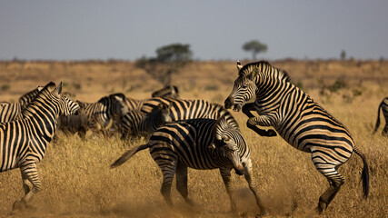zebra fighting, kicking, biting in the wild