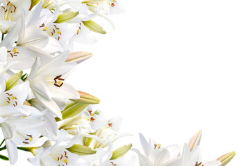 Wall Mural - frame of white lily flowers isolated on white