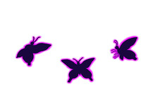 Black Butterfly Shining Purple.
