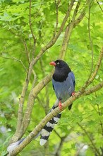 The Taiwan Blue Magpie, Also Called The Taiwan Magpie, Formosan Blue Magpie, Or The "long-tailed Mountain Lady", Is A Species Of Bird Of The Crow Family. It Is Endemic To Taiwan.