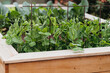 Young pea plants in a raised bed