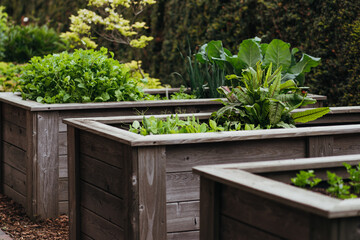 Wall Mural - Various vegetable in a raised bed