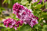 bez, Syringa vulgaris