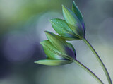 Fototapeta Tulipany - Kwiaty Tulipany botaniczne . Flowers in dew