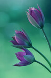 Fototapeta Tulipany - Kwiaty Tulipany botaniczne 