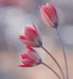 Fototapeta Kwiaty - Flowers in dew