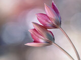 Fototapeta Kwiaty - Różowe Tulipany wiosenne kwiaty