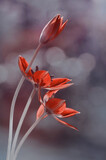 Fototapeta Tulipany - Czerwone kwiaty tulipany
