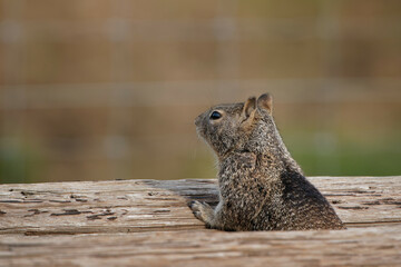 Canvas Print - Closeup shot of a cute squirrel