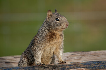 Canvas Print - Closeup shot of a cute squirrel